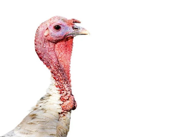 Cabeça e pescoço da Turquia — Fotografia de Stock
