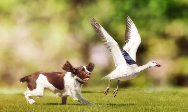 ガチョウを追いかける犬 — ストック写真