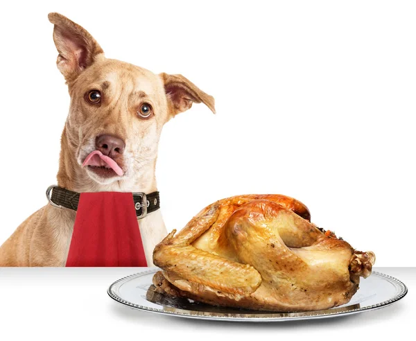 Perro hambriento con pavo de Acción de Gracias — Foto de Stock