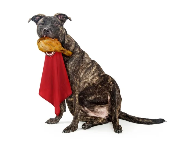 Fat Hungry Dog Eating Turkey Leg — Stock Photo, Image