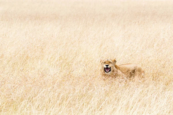 Lvice skrývá ve vysoké trávě — Stock fotografie