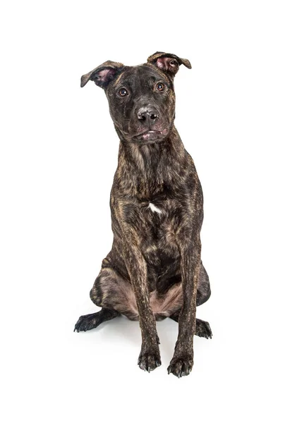 Aranyos keresztezett terrier kutya ülő — Stock Fotó