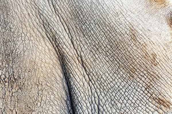 Texture della pelle di rinoceronte bianco — Foto Stock