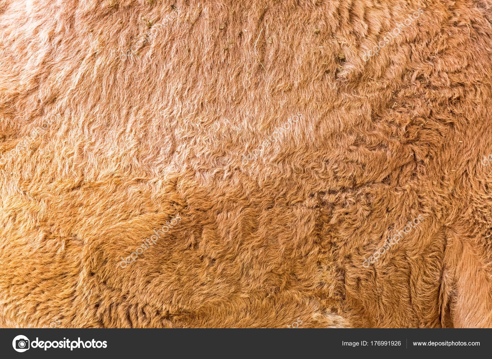 шерсть верблюда. верблюжья шерсть текстура. верблюжья шерсть волокно. верблюжий мех. верблюжья шерсть текстура.