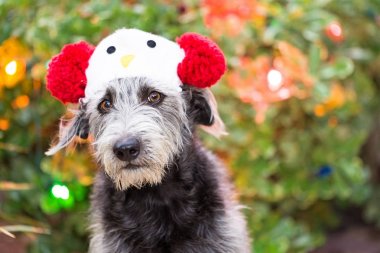 Kardan adam şapka oturma Noel ışıkları önünde açık havada giymiş komik köpek