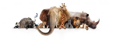 Row of African safari animals hanging their paws over a white banner. clipart