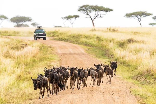 Africké Safari Pakoně Silnici — Stock fotografie