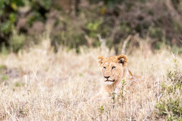 ケニア アフリカの平野の背の高い草に横たわっている若いライオンの赤ちゃん — ストック写真