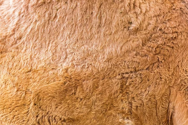 ラクダ動物の毛皮テクスチャのクローズ アップ写真 — ストック写真