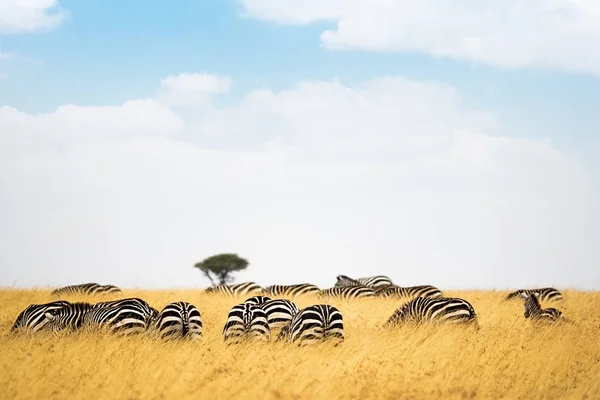 Стадо Зебр Трав Яна Земля Кенії Африка — стокове фото