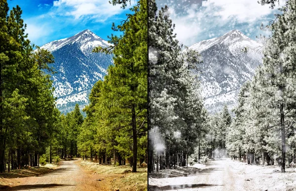 Comparison photo of same scene in Flagstaff Arizona in summer and winter seasons