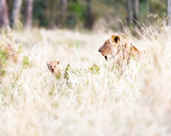 Cucciolo Leone Leonessa Madre Sdraiata Nell Erba Alta Nella Zona — Foto Stock