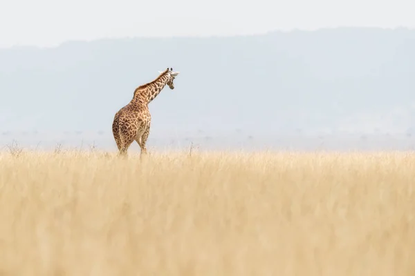 马赛长颈鹿的柔软和梦幻般的场景走在肯尼亚 非洲的高大的草丛 — 图库照片