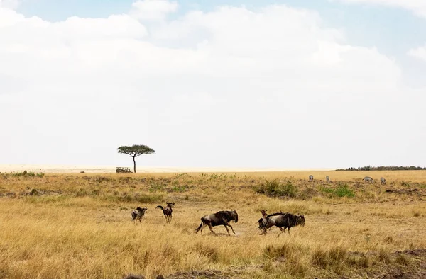 Wildebeest Giro Nelle Praterie Del Kenya Africa — Foto Stock