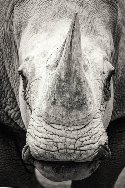 Closeup Foto Rosto Rinoceronte Branco Sul Preto Branco — Fotografia de Stock