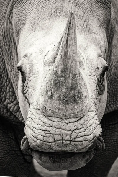 Close Foto Van Gezicht Van Zuidelijke Witte Neushoorn Zwart Wit — Stockfoto