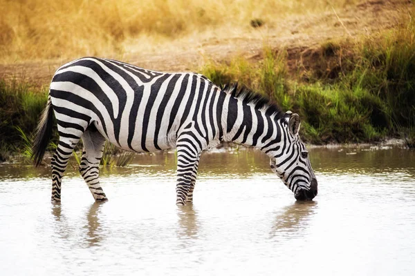 Зебра Питьевая Вода Реки Мара Кении Африка — стоковое фото