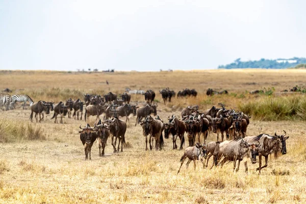 Velké Stádo Pakůň Žíhaný Migraci Přes Lučiny Keni — Stock fotografie