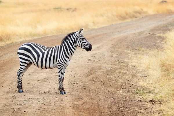 Зебра Одинокой Греви Стоит Грунтовой Дороге Кении Африка — стоковое фото