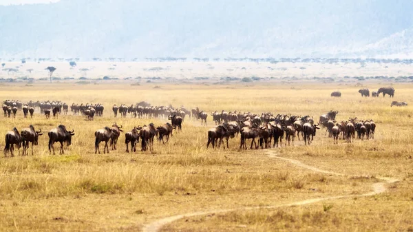 カット草道路とアフリカのケニアで平原のヌーの群れ — ストック写真