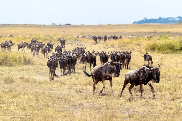 Manada Gnus Correndo Pelos Prados Masai Mara Quênia África — Fotografia de Stock