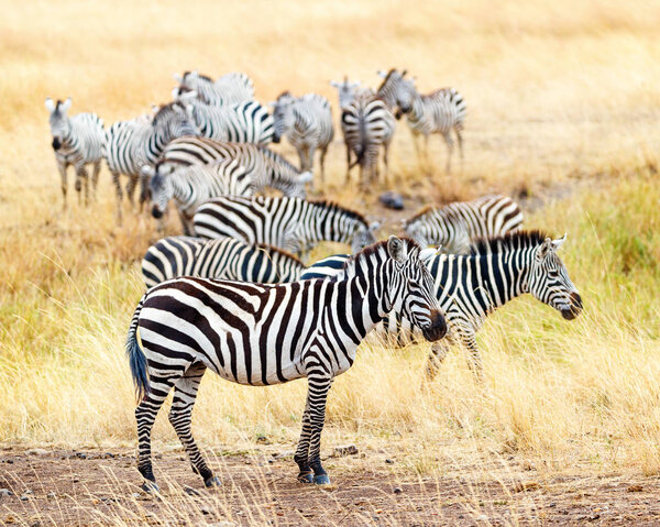 Herd of Grevy's zebra together in Kenya, Africa