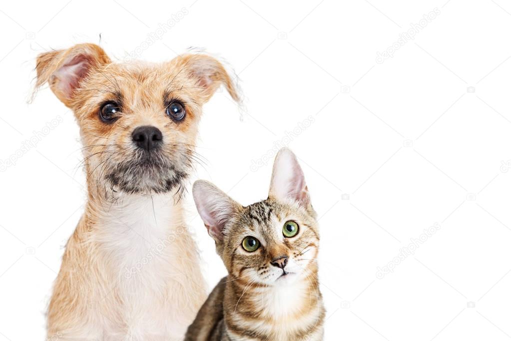 Puppy and kitten together with cute expression 