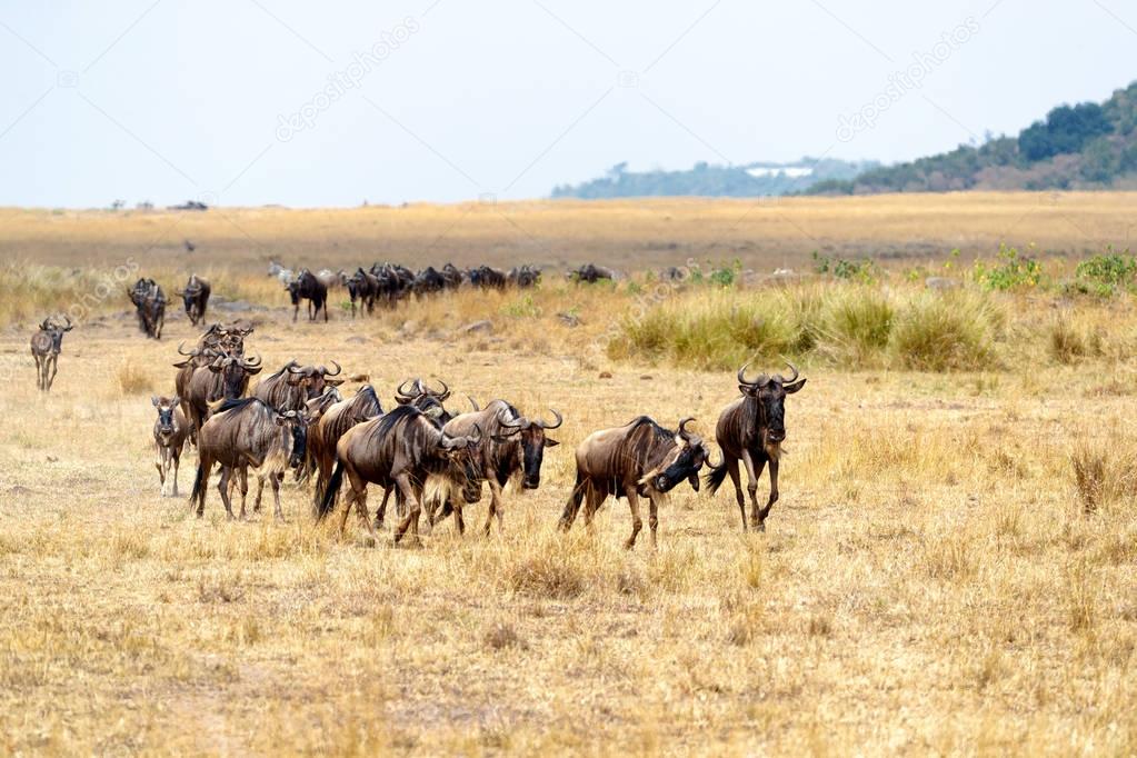 Herd of blue wildebeest running in a line through the open plains of Kenya, Africa during migration season.
