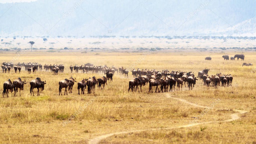 Herd of wildebeest in open plain in Kenya, Africa with cut-grass road