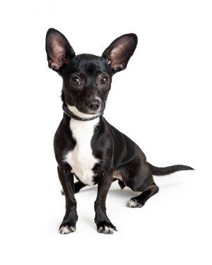 Beyaz arka plan üzerinde oturan ve kameraya bakarak şirin küçük siyah renkli Chihuahua köpek