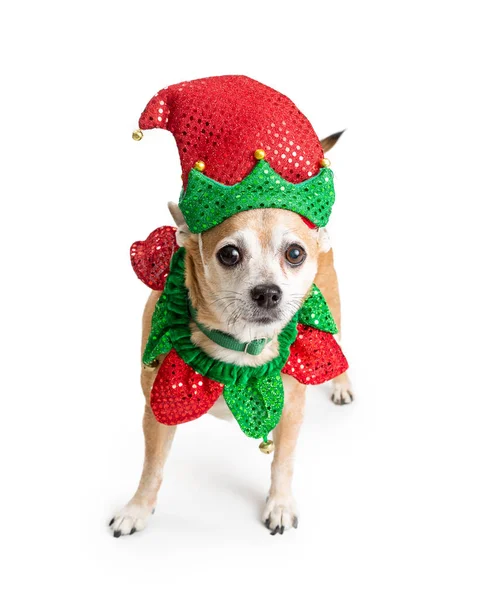 有趣的奇瓦瓦混合犬站在白色穿着红色和绿色的圣诞精灵服装 — 图库照片