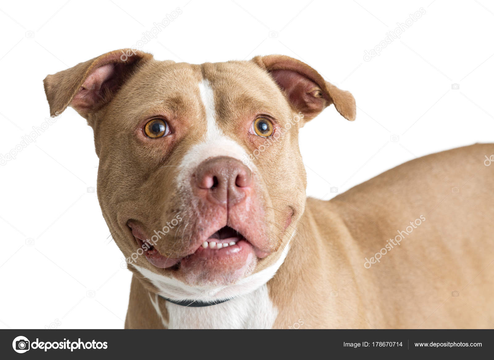 What Color Is A Fawn Dog