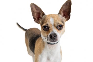 Bir kahverengi, siyah ve beyaz renk Chihuahua azman köpeği beyaz portre fotoğrafı