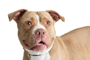 Closeup photo of fawn color Pit Bull dog with friendly and happy expression clipart