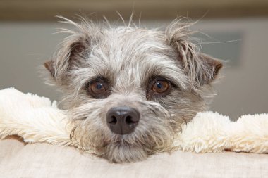 En korkunç doğurmak köpek yorgun bir yüz ifadesi ile yatakta yalan sırasında bir Polar battaniye baş dinlenme biraz karışık