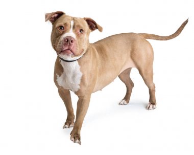 Fawn color pit bull dog standing on white, looking into camera clipart