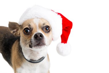 Beyaz kopya alanı ile üzerinde Noel Noel Baba şapkası, komik, sevimli Chihuahua azman köpek