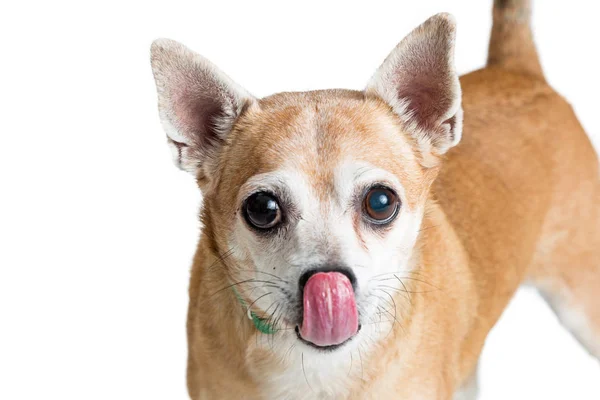 Closeup Photo Chihuahua Dog Tongue Out Licking Nose — Stock Photo, Image