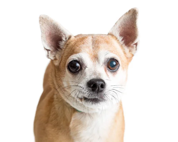 Close Foto Van Een Hond Chihuahua Fawn Kleur Witte Achtergrond — Stockfoto