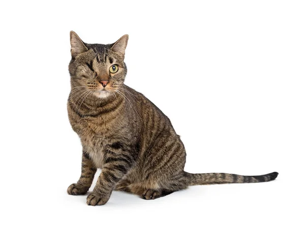 Brun Tabby Katt Med Ett Öga Bort Sitter Vit Bakgrund — Stockfoto