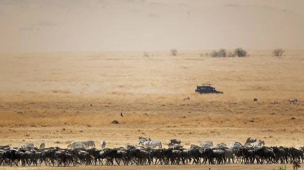 Stádo Pakoně Zebry Široké Africké Savany Scéně Pohybujícím Vozidle Safari — Stock fotografie