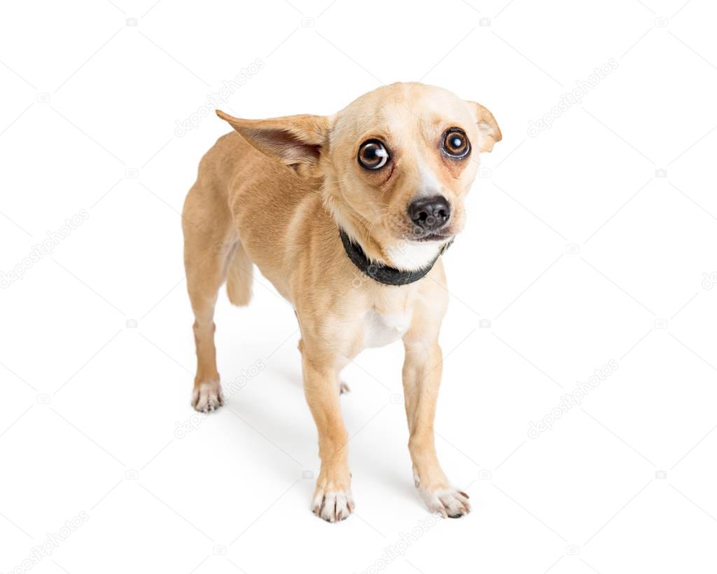 Shy and scared Chihuahua dog. Image taken at an animal rescue with white studio background