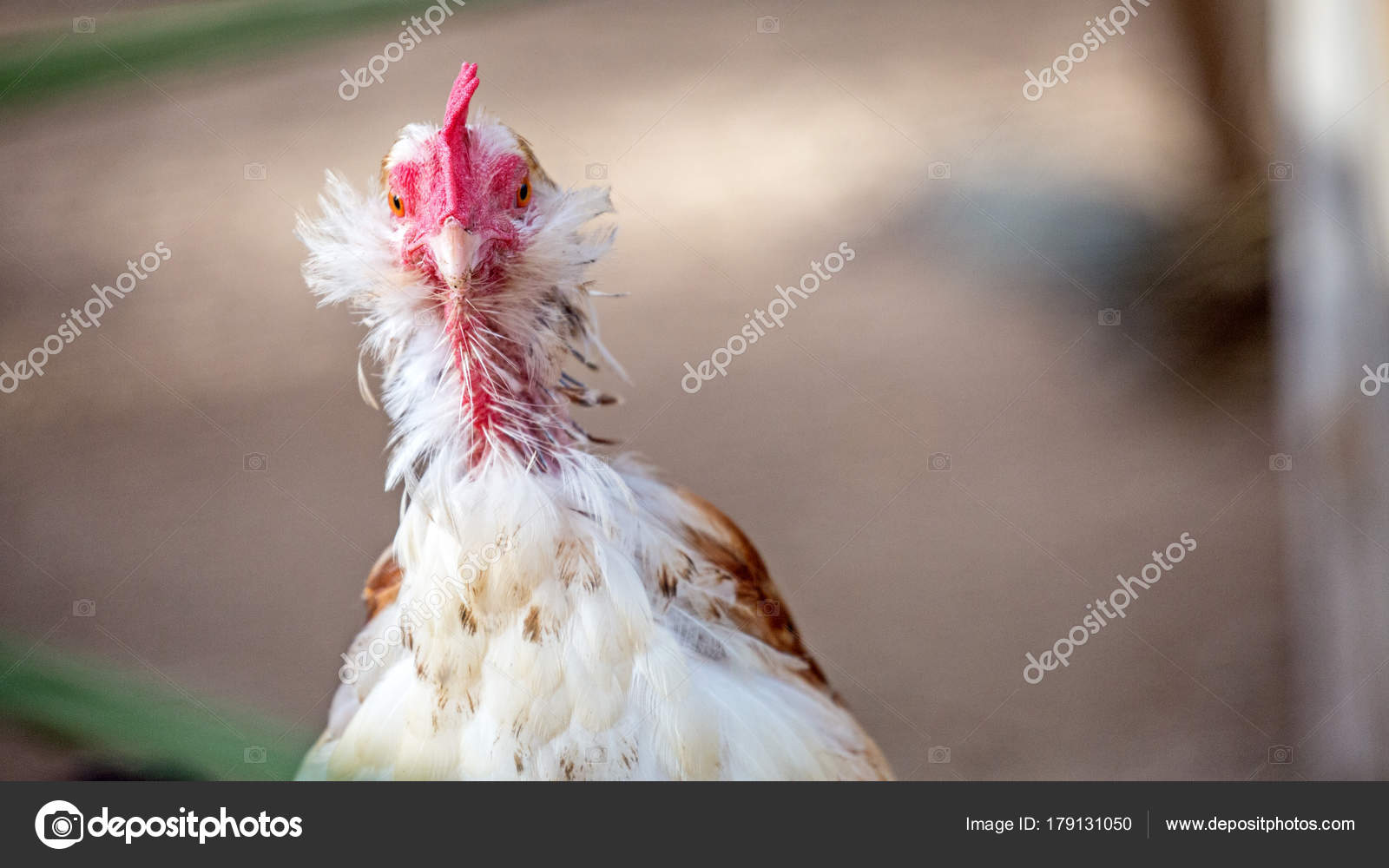 Closeup Funny Chicken Feathers Missing Looking Camera Stock Photo by  ©adogslifephoto 179131050