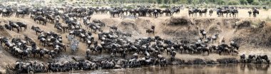 zebra ve Kenya, Afrika'da, Mara nehre geçiş sezonu boyunca sıçrayan antilop sürüleri