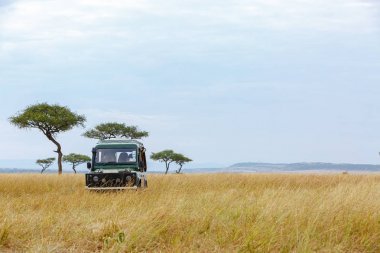Kenya, Afrika'da bir açık çim sahası ile sürüş safari araç 