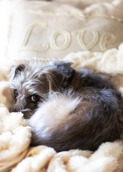 Милая Лохматая Терьер Собака Лежит Шерстяном Одеяле Подушкой Которая Говорит — стоковое фото