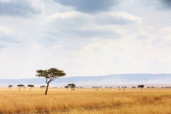 Open grass field in Masai Mara National Reserve in Kenya, Africa