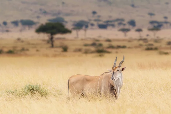 Kudu Grande Hierba Alta Kenia África — Foto de Stock