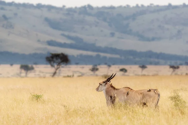 Kudu Grande Campo Hierba Alta Con Aves Oxpecker Kenia África — Foto de Stock