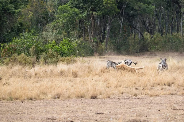 マサイマラ国立公園 ケニア アフリカのカバのプール エリアでシマウマを追いかける雌ライオン — ストック写真